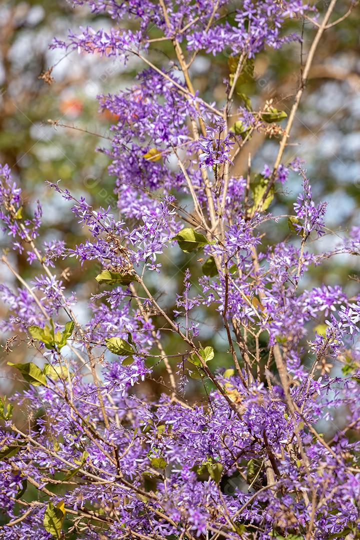 Coroa da Rainha Flores da espécie Petrea volubilis