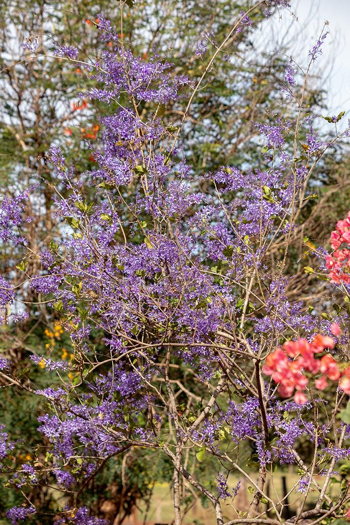 Coroa da Rainha Flores da espécie Petrea volubilis