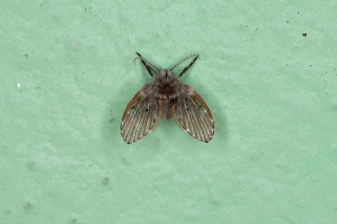 Mariposa de banheiro adulto Midge da espécie Clogmia albipunctata