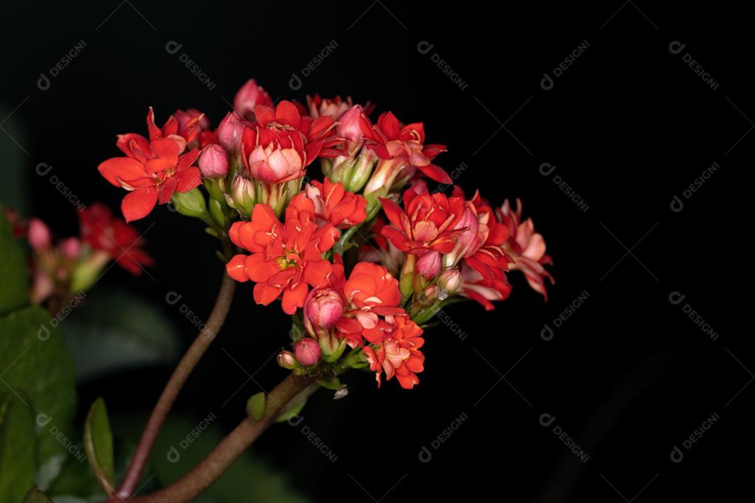 Flaming Katy Red Flower da espécie Kalanchoe blossfeldiana
