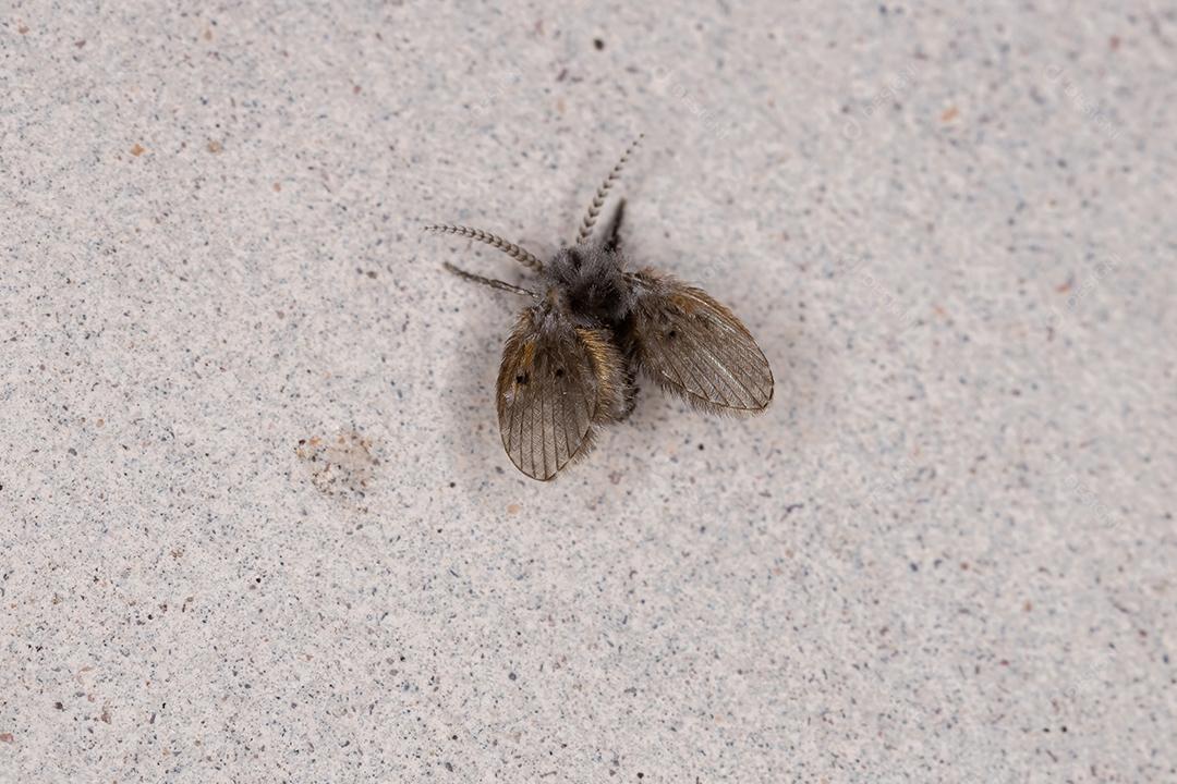 Mariposa de banheiro adulto Midge da espécie Clogmia albipunctata