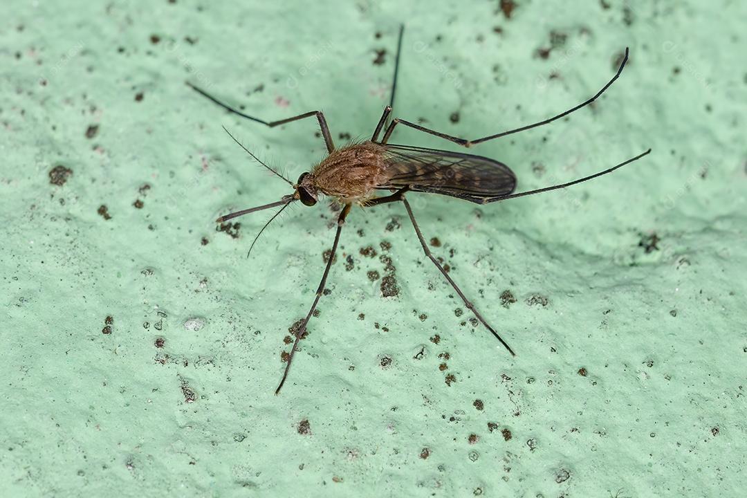Mosquito Culicine Adulto do Gênero Culex