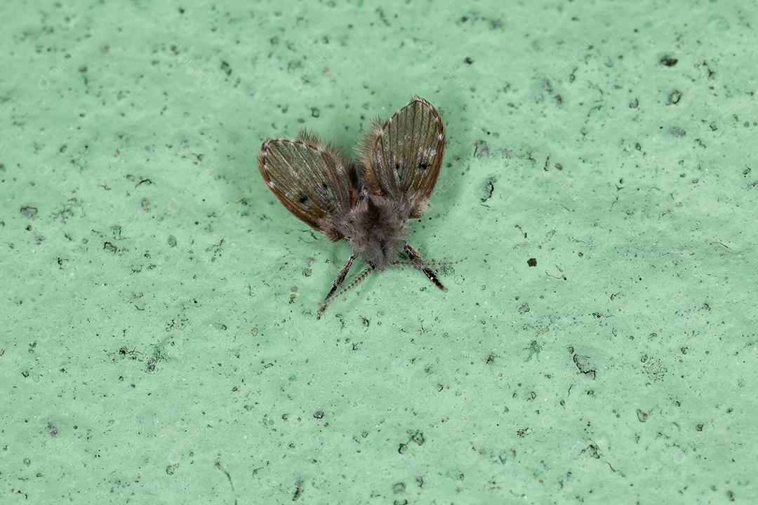 Mariposa de banheiro adulto Midge da espécie Clogmia albipunctata