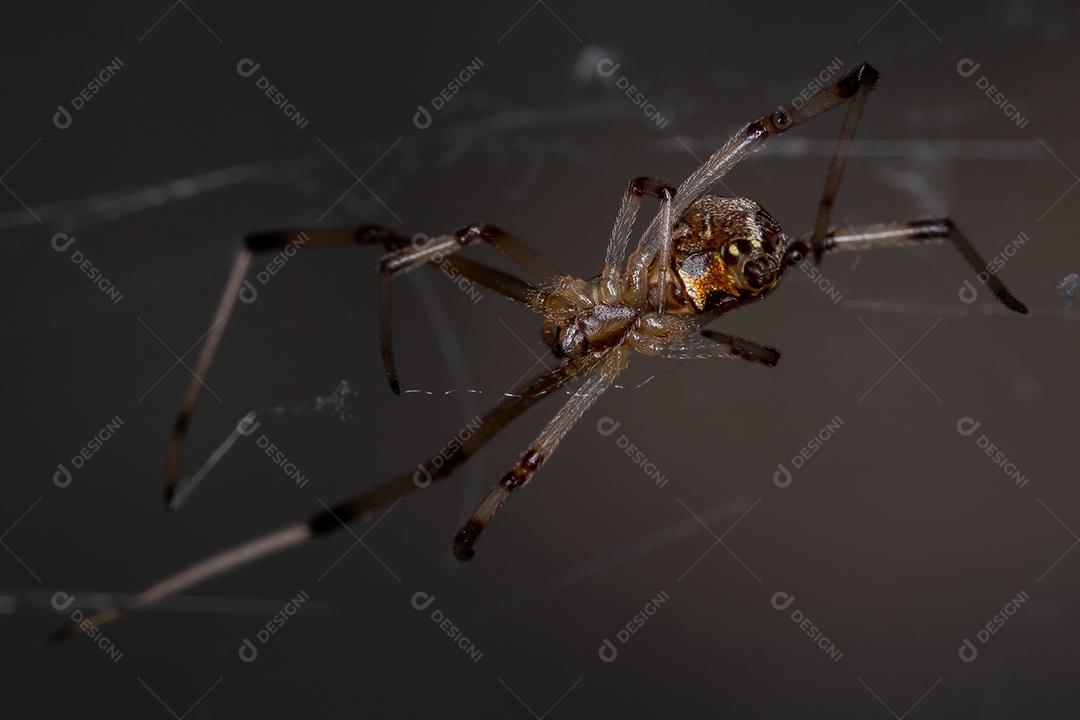 Fêmea adulta marrom viúva da espécie Latrodectus geometricus