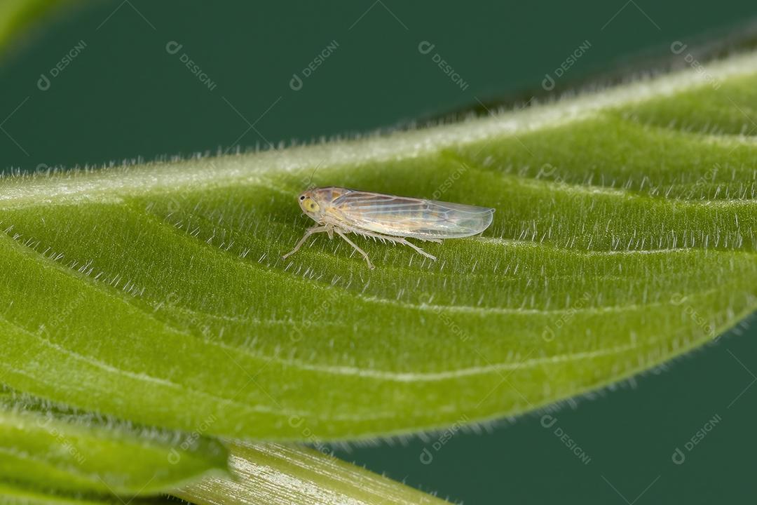 Pequena Cigarrinha Típica da Subfamília Deltocephalinae