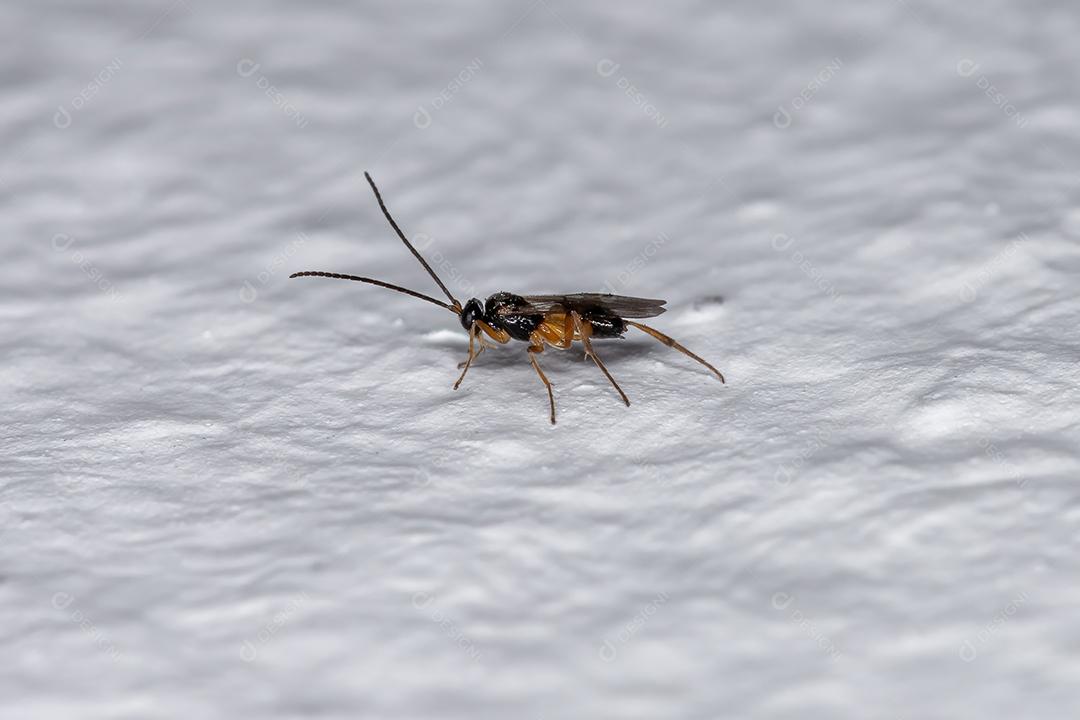 Vespa Braconid adulta pequena da subfamília Microgastrinae