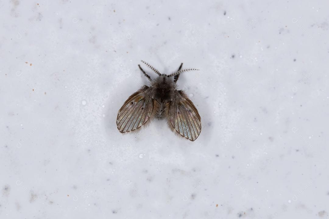 Mariposa de banheiro adulto Midge da espécie Clogmia albipunctata