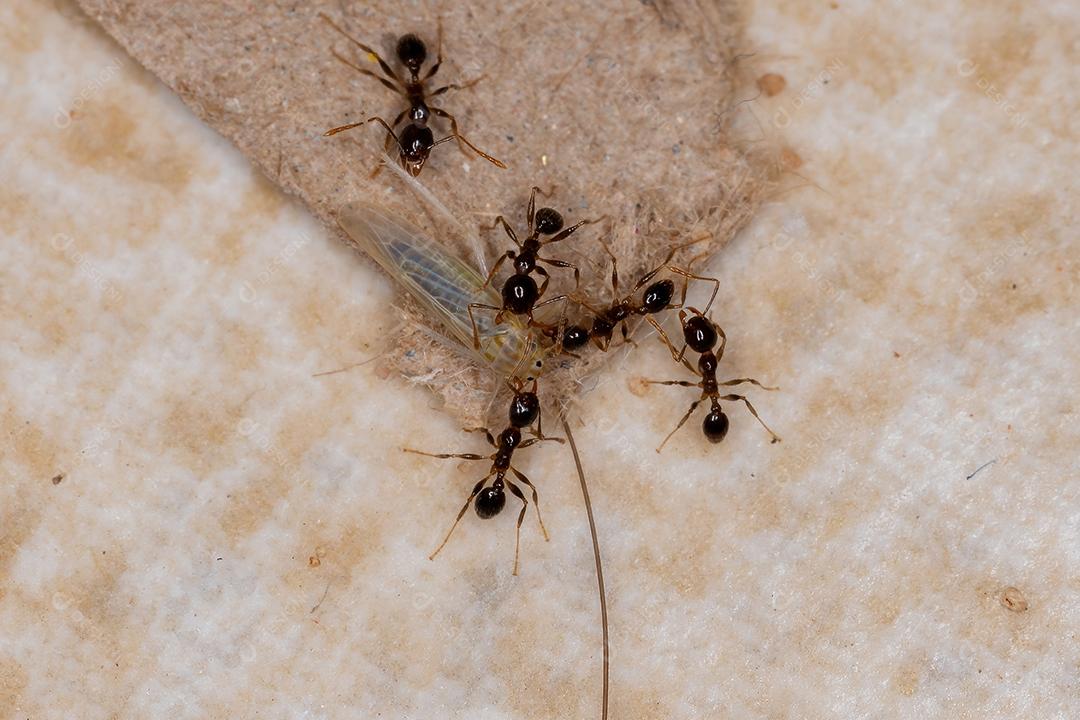Formigas de cabeça grande adultas do gênero Pheidole predando uma pequena cigarrinha