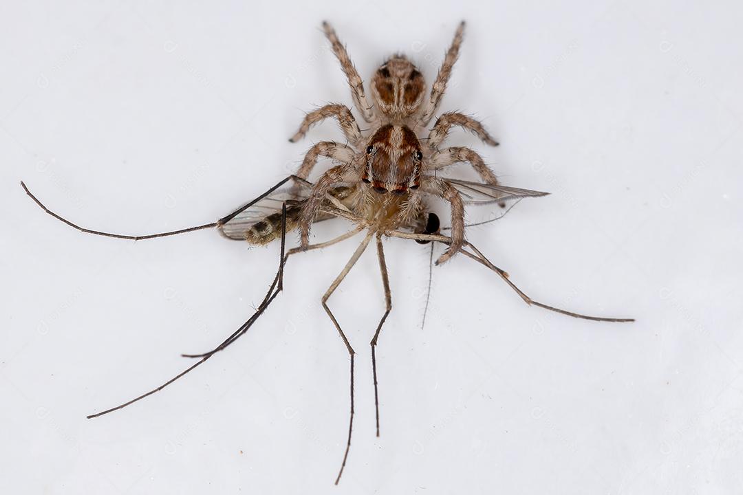 Pequena aranha saltadora pantropical da espécie Plexippus paykulli predando um mosquito
