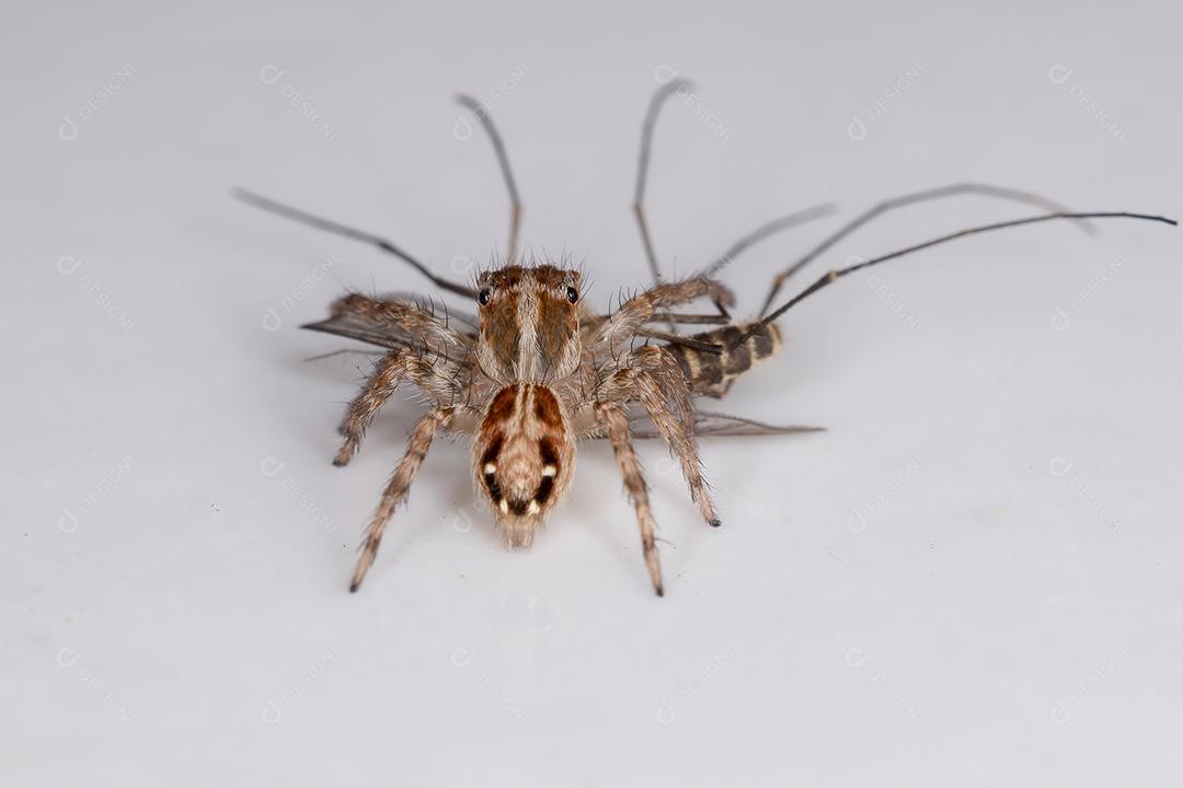 Pequena aranha saltadora pantropical da espécie Plexippus paykulli predando