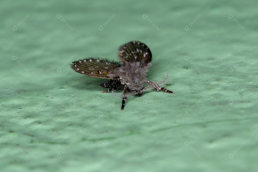 Mariposa de banheiro adulto Midge da espécie Clogmia albipunctata