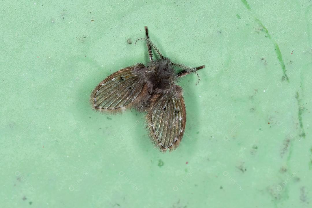 Mariposa de banheiro adulto Midge da espécie Clogmia albipunctata