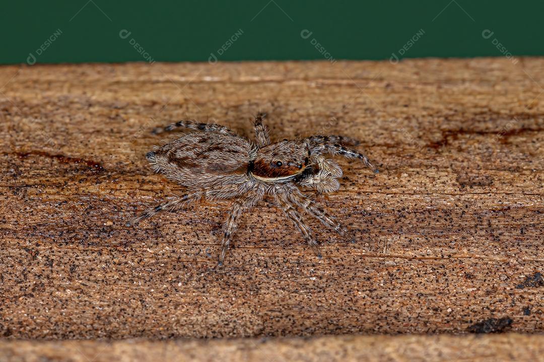 Pequena aranha de salto de parede cinzenta da espécie Menemerus bivittatus