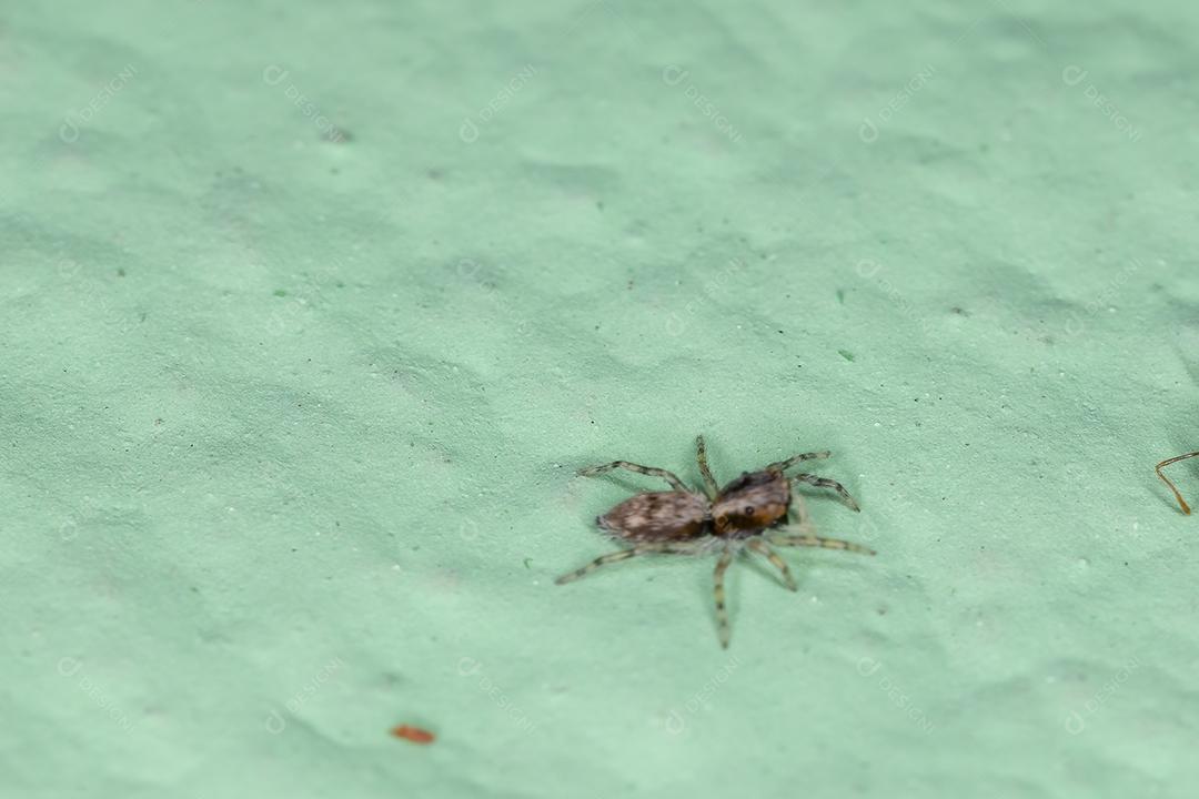 Pequena aranha de salto de parede cinzenta da espécie Menemerus bivittatus