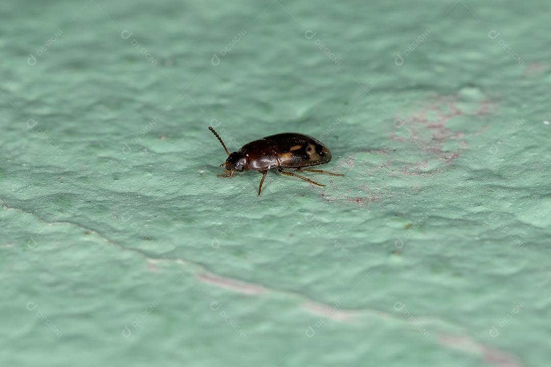 Besouro Darkling adulto pequeno da família Tenebrionidae