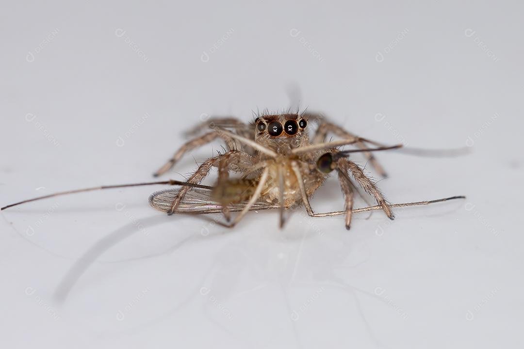 Pequena aranha saltadora pantropical da espécie Plexippus paykulli predando