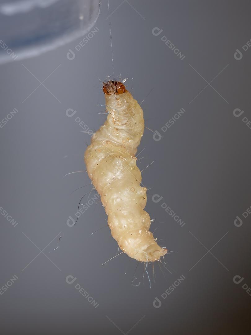 Pequena larva de borboleta da Ordem Lepidoptera