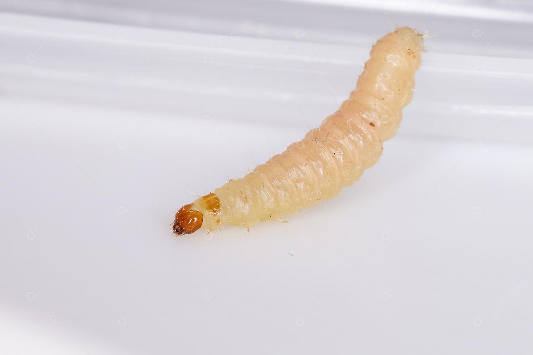 Pequena larva de borboleta da Ordem Lepidoptera