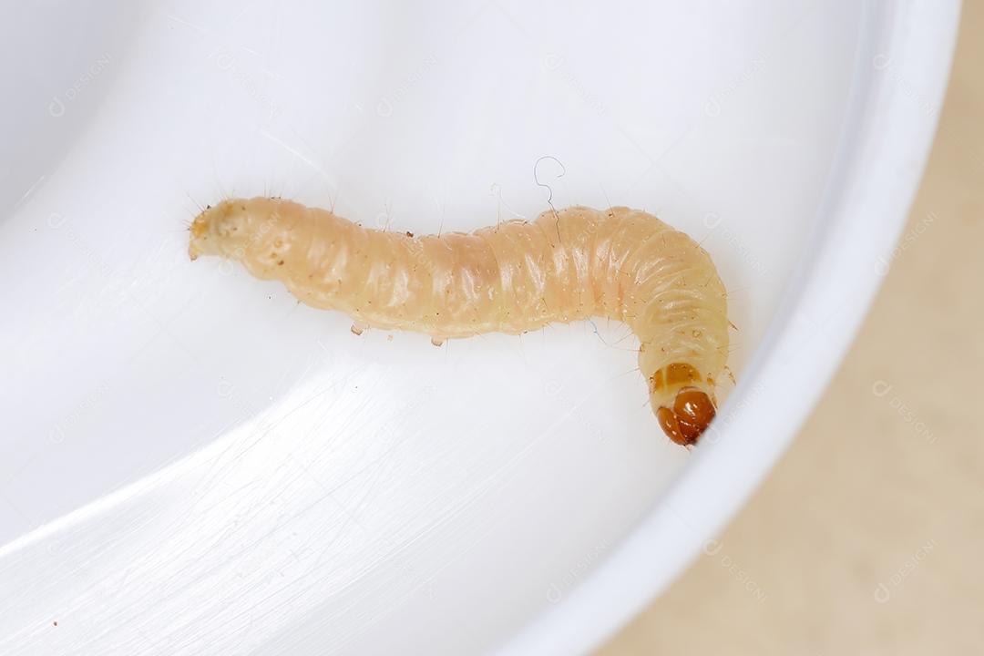 Pequena larva de borboleta da Ordem Lepidoptera