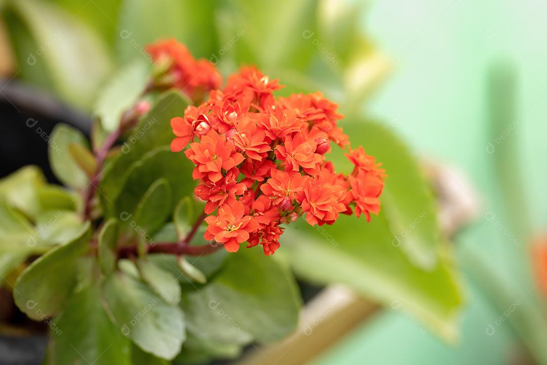 Flaming Katy Red Flower da espécie Kalanchoe blossfeldiana