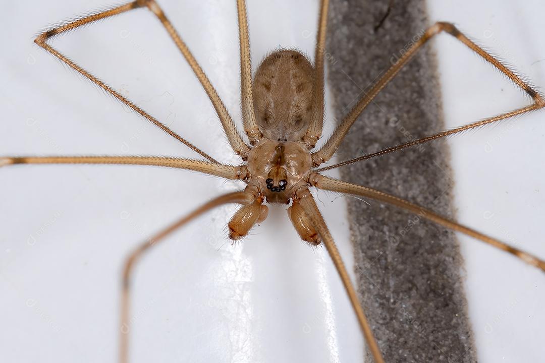 Aranha de adega de corpo curto macho adulto da espécie Physocyclus globosus