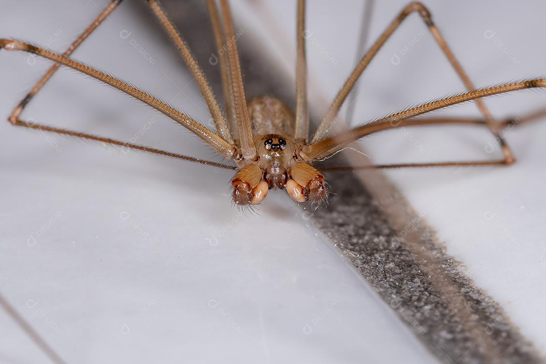 Aranha de adega de corpo curto macho adulto da espécie Physocyclus globosus