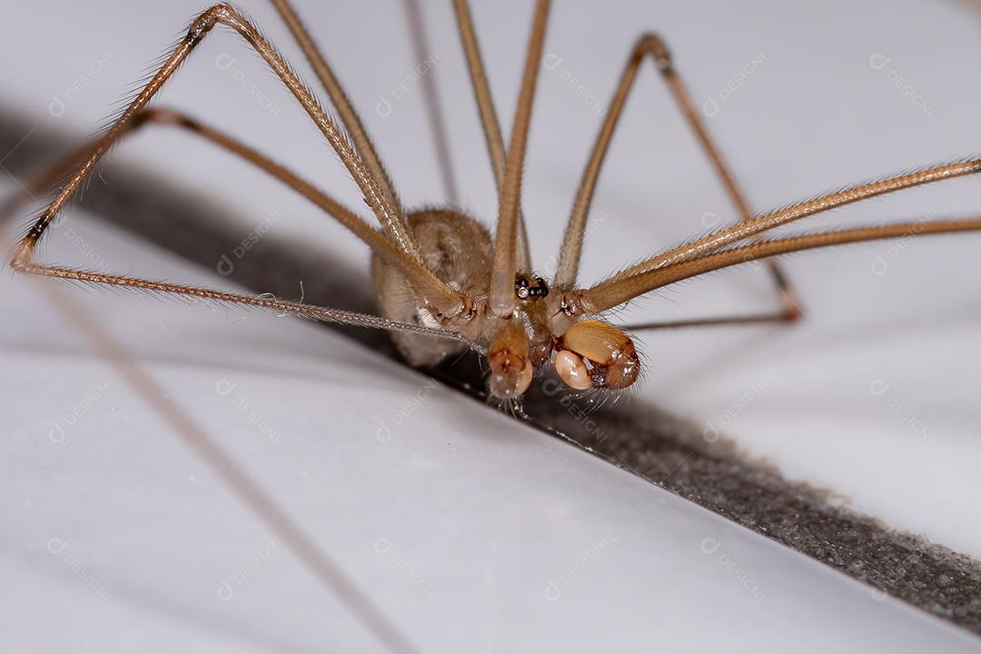 Aranha de adega de corpo curto macho adulto da espécie Physocyclus globosus