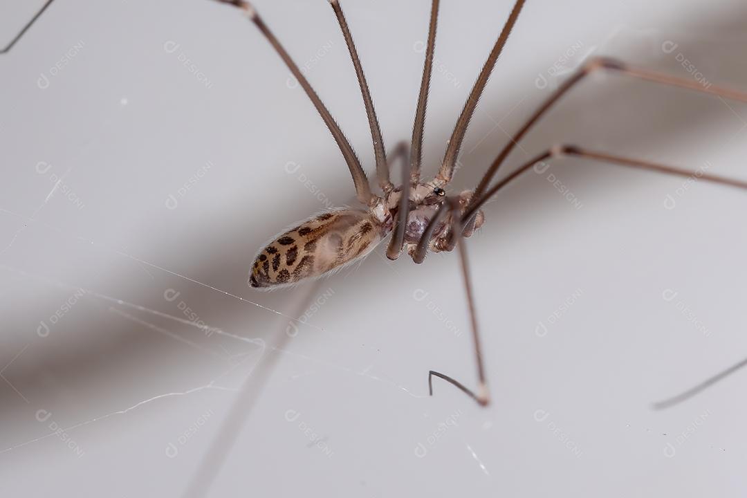 Macho adulto Pale Daddy Longlegs Aranha da espécie Smeringopus pallidus