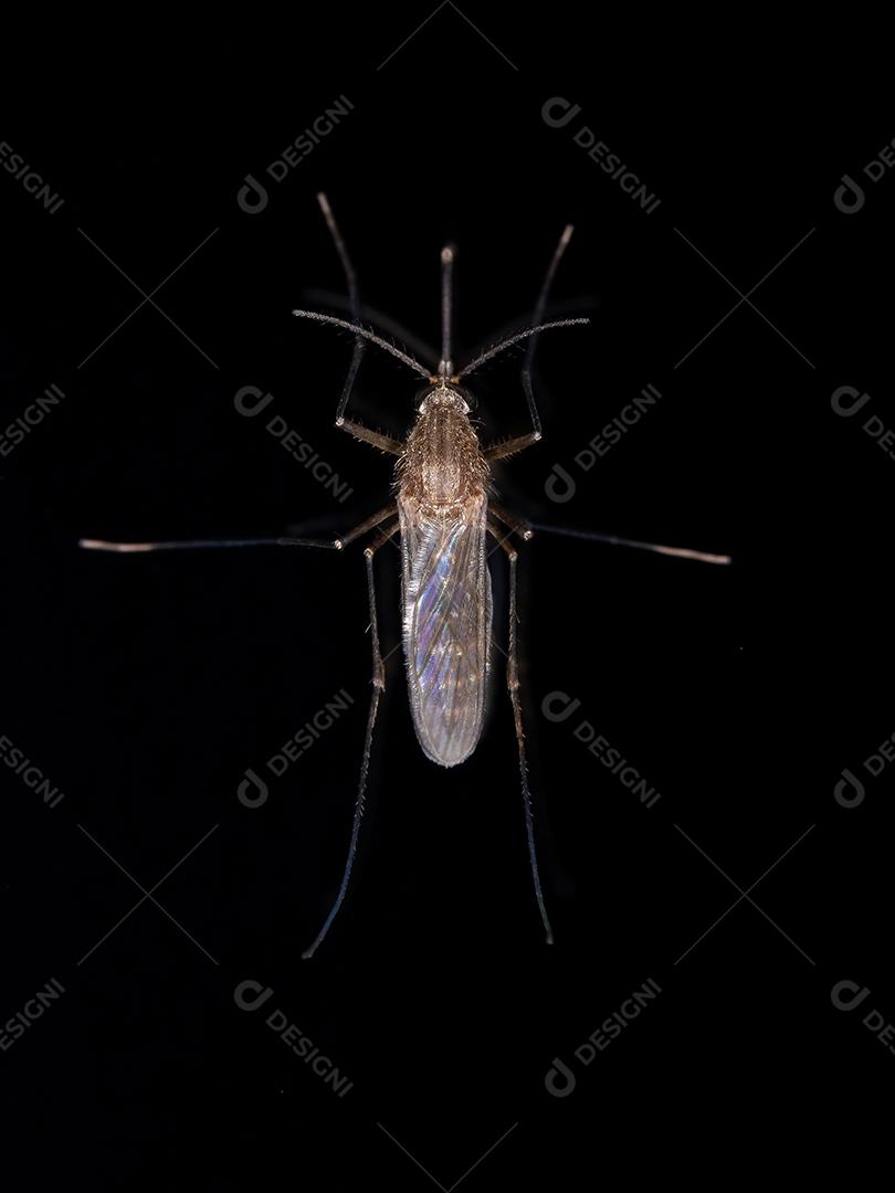 Mosquito Culicine Adulto do Gênero Culex