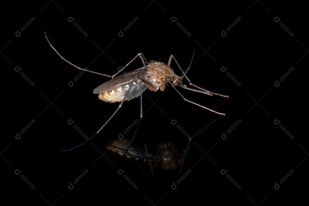 Mosquito Culicine Adulto do Gênero Culex