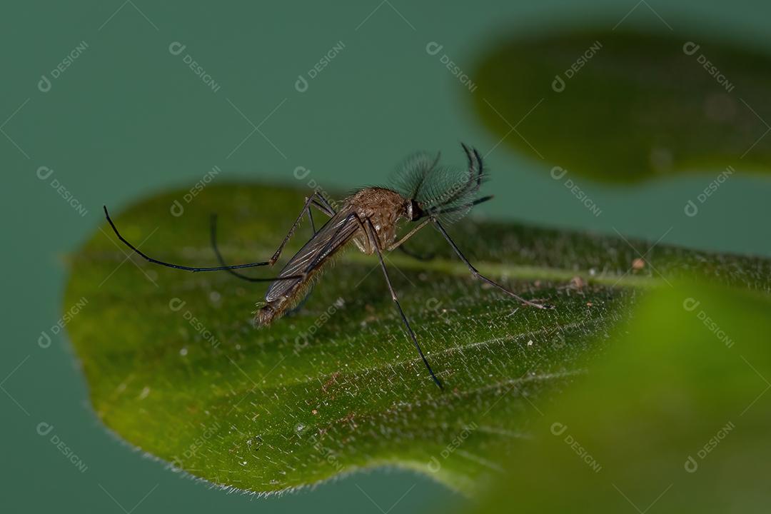 Mosquito Culicine Adulto do Gênero Culex