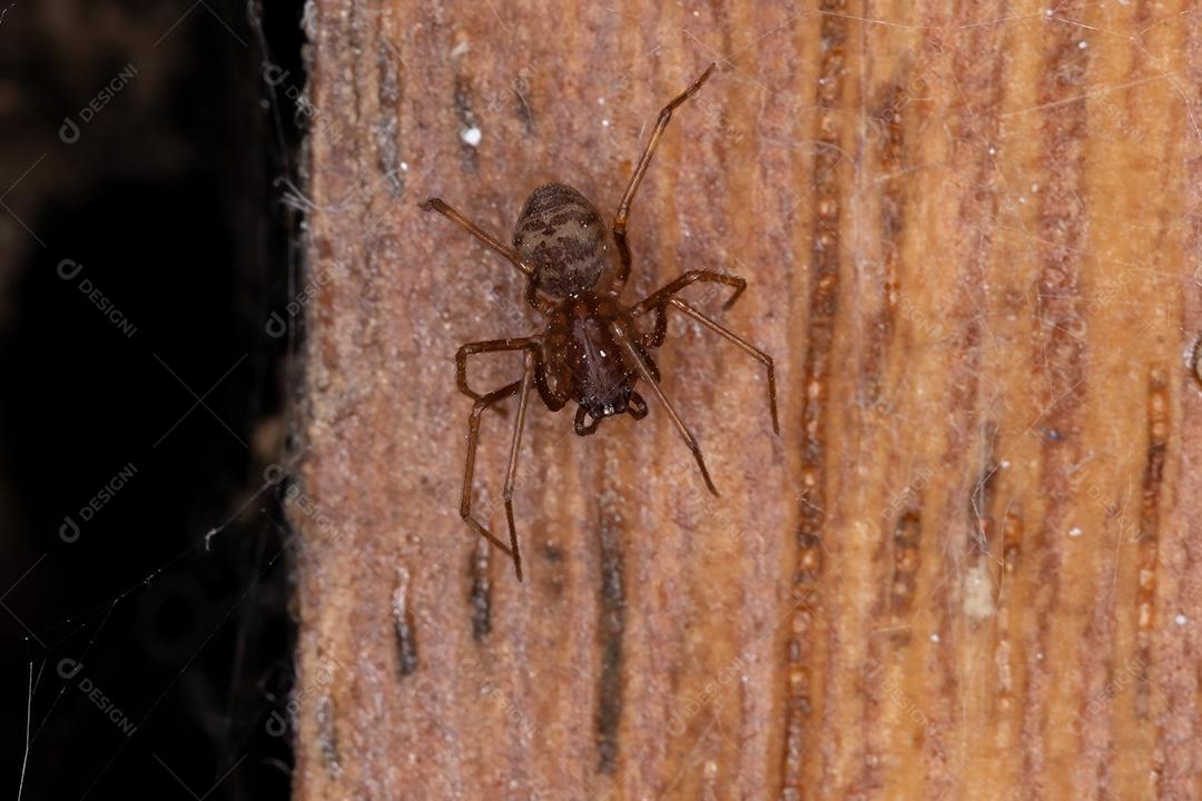 Aranha cuspideira marrom do gênero Scytodes