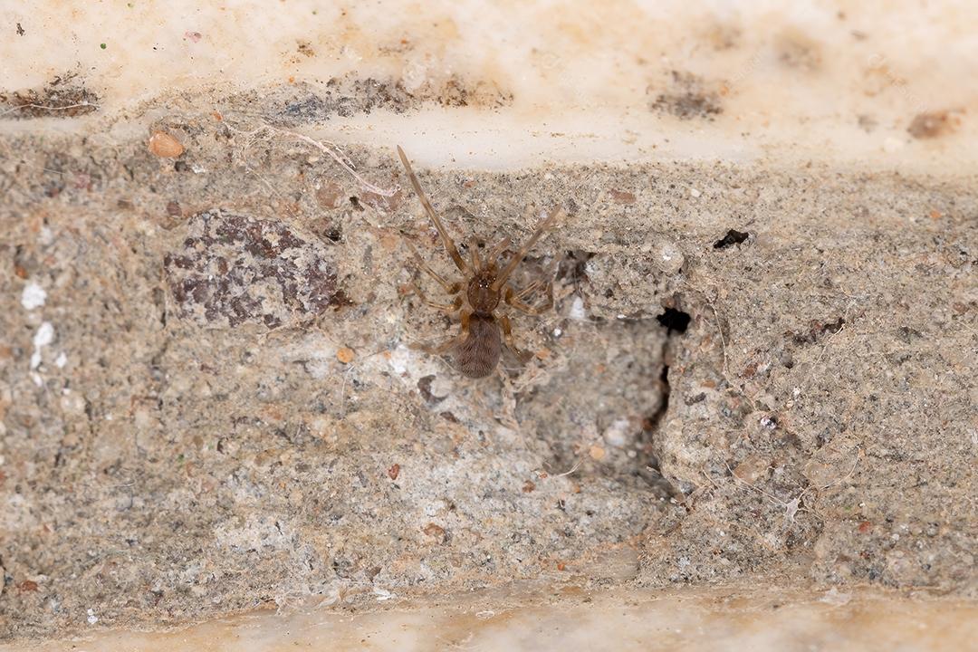 Tecelão de fenda pequena do gênero Misionella