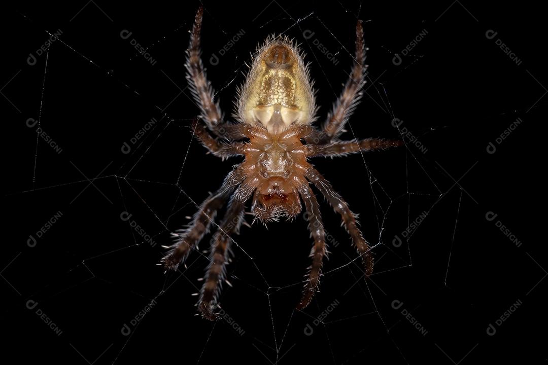 Pequeno orbweaver típico da espécie Eriophora edax