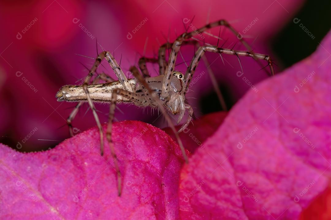 Pequena aranha lince do gênero Peucetia