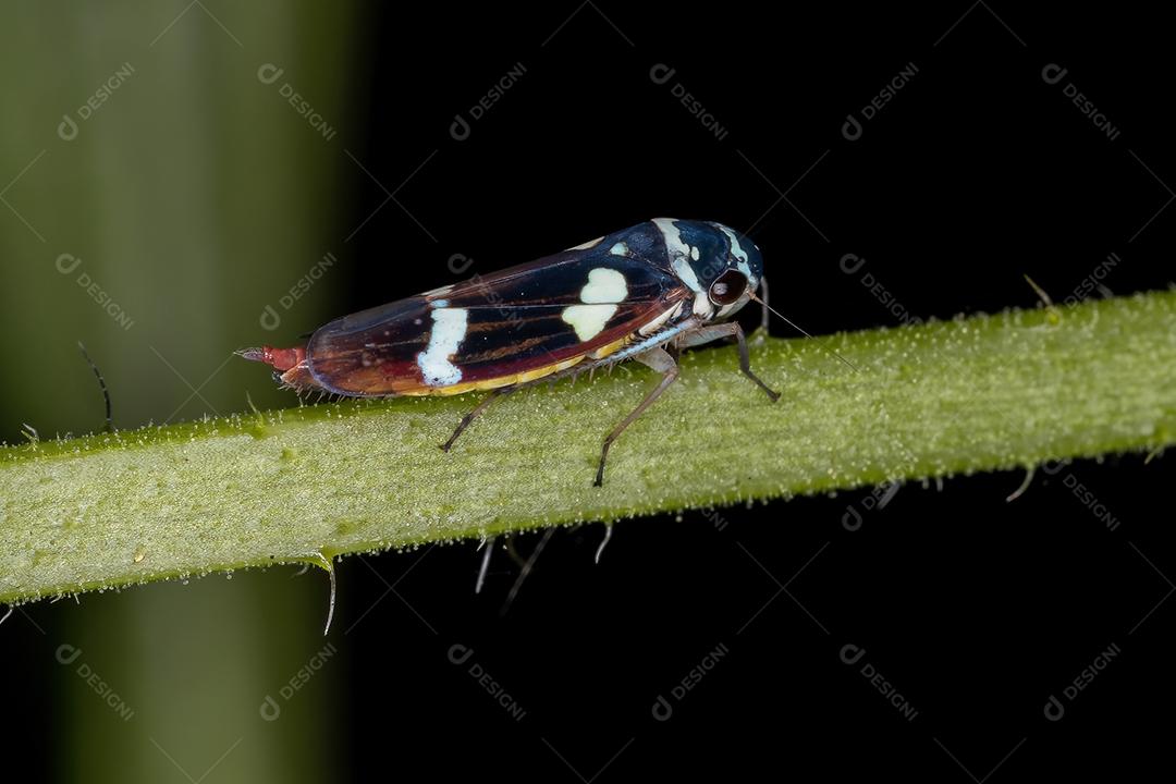 Cigarrinha Típica Adulto do Gênero Macugonalia