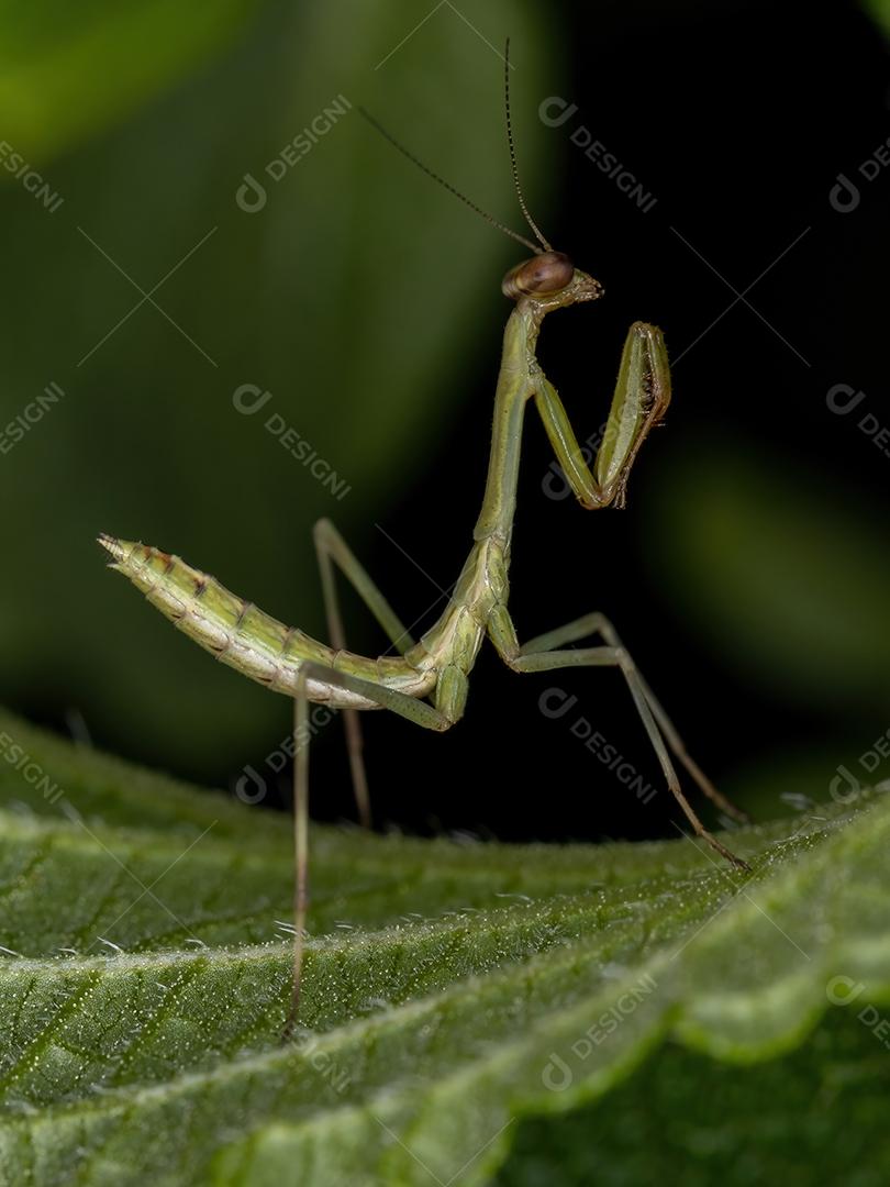 Ninfa Mantid pequena do gênero Oxyopsis