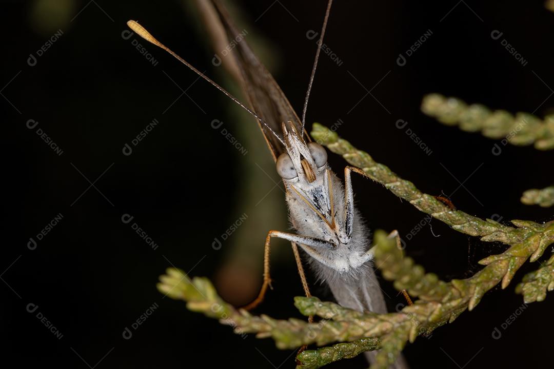 Borboleta adulta com pés de escova da família Nymphalidae