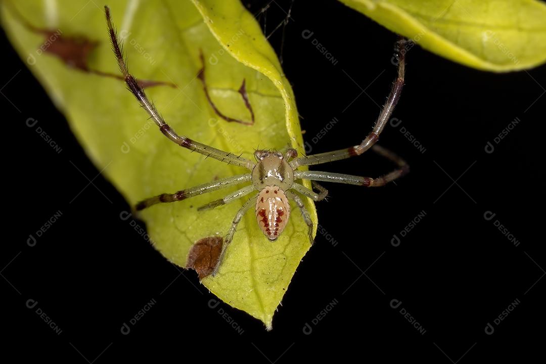 Aranha pequena do caranguejo da família Thomisidae
