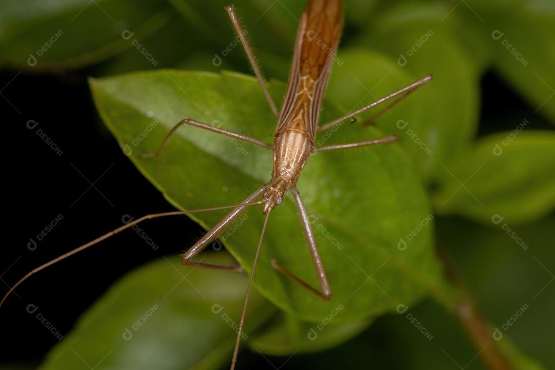 Inseto Assassino Adulto do Gênero Doldina