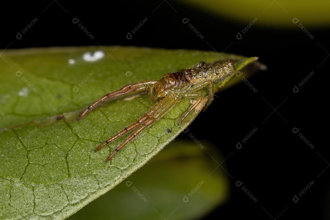 Aranha pequena do caranguejo da família Thomisidae