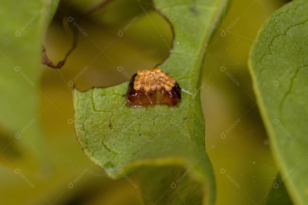 Ovos de insetos assassinos da família Reduviidae