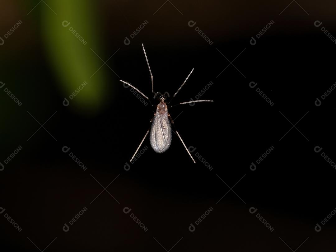 Anão Gall adulto da família Cecidomyiidae