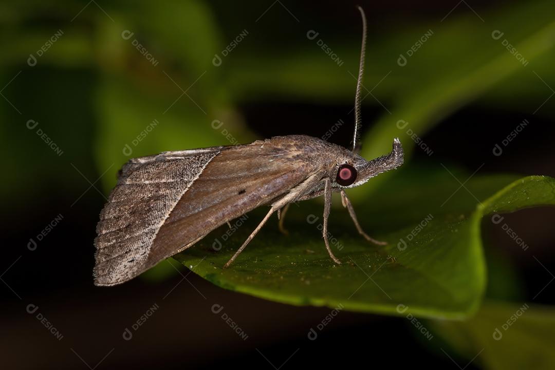 Mariposa adulta da família Erebidae
