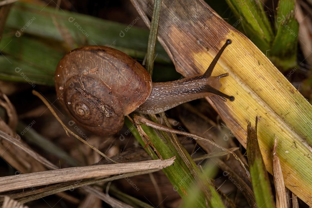 Caracol Tramp Asiático da espécie Bradybaena similaris