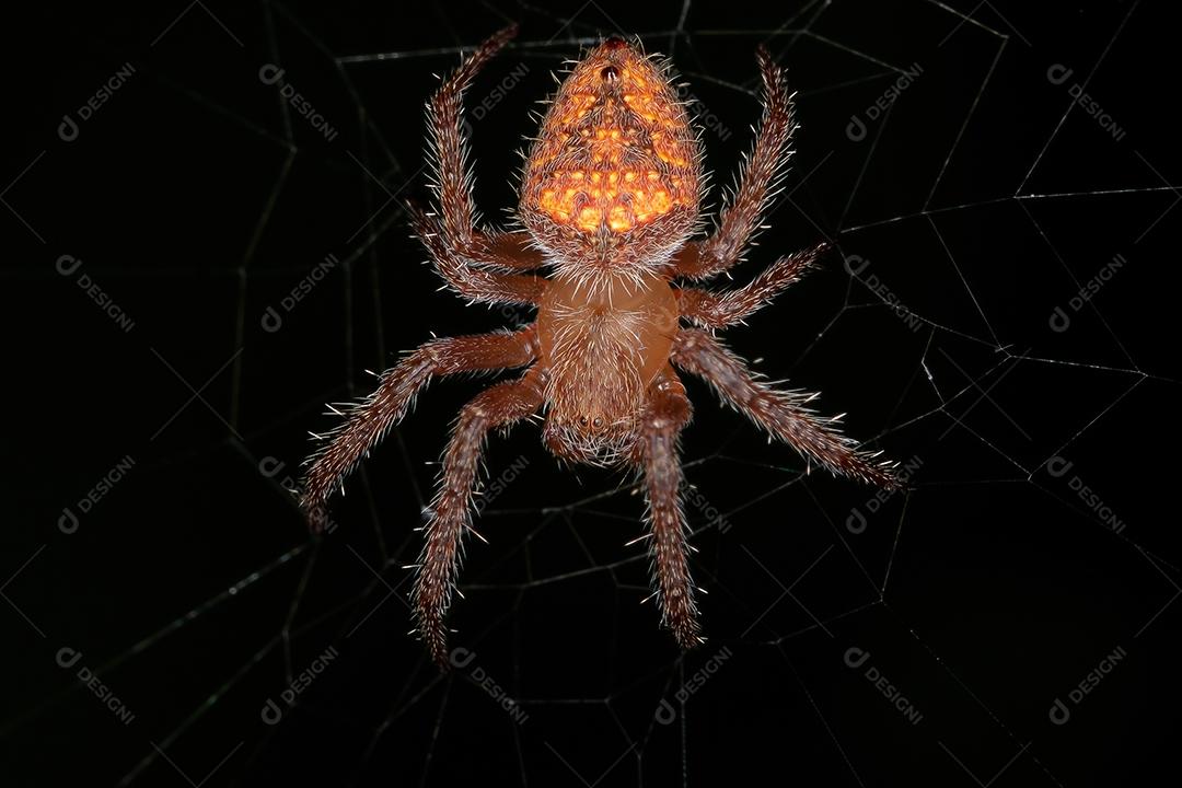 Pequeno orbweaver típico da espécie Eriophora edax
