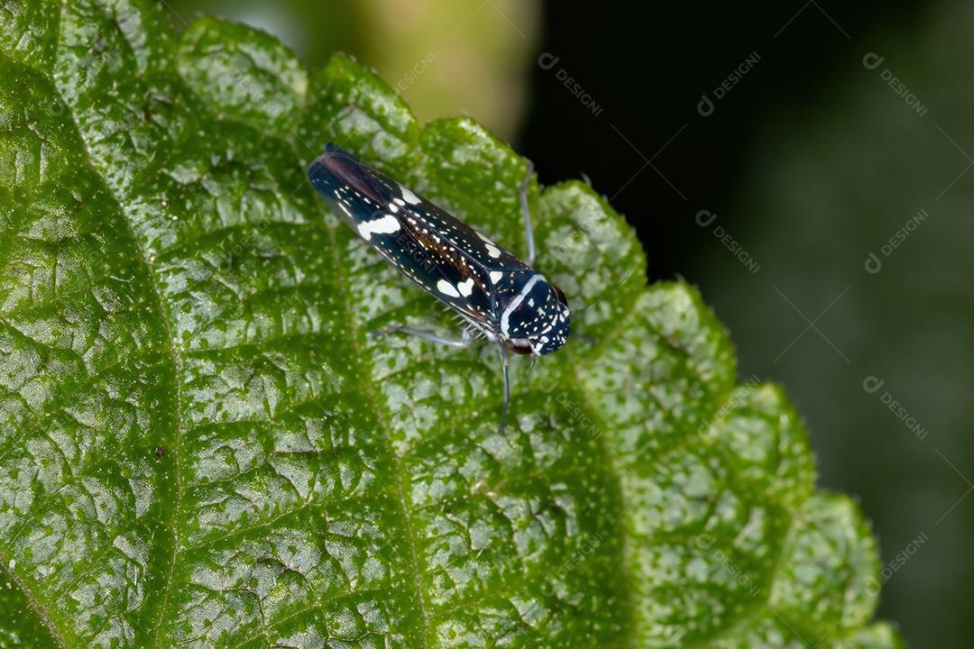 Cigarrinha Típica Adulto do Gênero Macugonalia