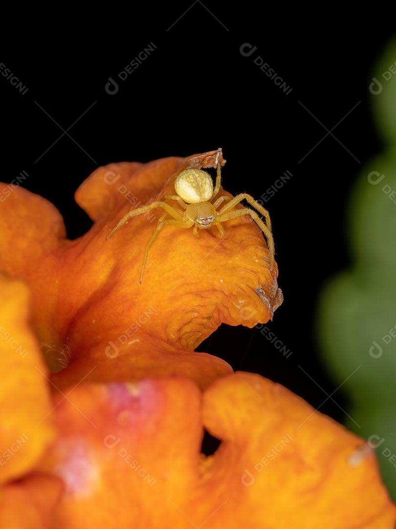 Aranha pequena do caranguejo da família Thomisidae