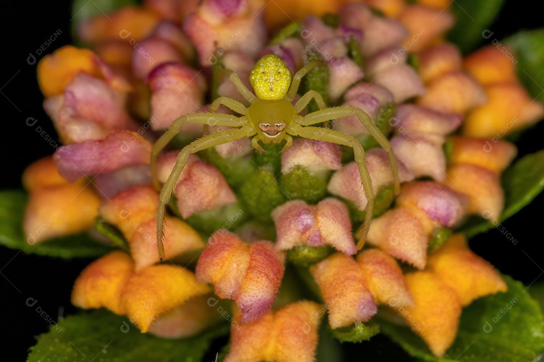 Aranha pequena do caranguejo da família Thomisidae