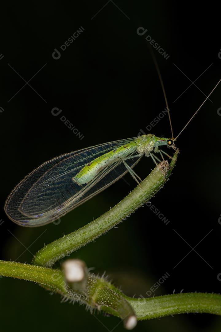 Lacewing verde típico adulto da tribo Leucochrysini